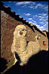 Alpaca.jpg