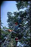 Macaws.jpg
