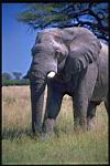 Elephant_Hwange.jpg