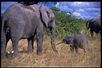 Elephant_baby.jpg