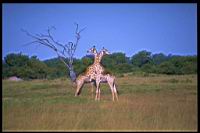 Giraffes_Hwange.jpg