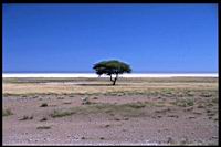 Lone_tree_Etosha.jpg