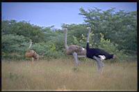 Ostrich_Botswana.jpg