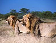 Two_lions_Etosha.jpg