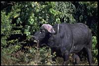 Water_Buffalo.jpg