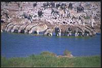 Zebra_watering_Etosha.jpg.jpg