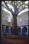 Yew_Tree_Abbey.jpg