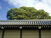 Kyoto_Palace-det3.JPG