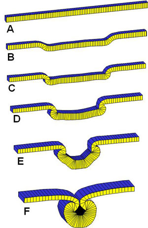 Neurulation Model