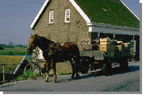 Horse and Buggy